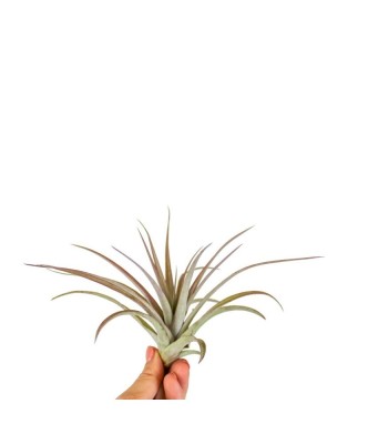 Plantă aeriana, Tillandsia Multiflora red, Medie, 8 x 8 cm foto