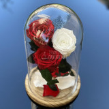 Cumpara ieftin 3 Trandafiri Criogenati 2 rosii, 1 alb &Oslash;6,5cm, cupola 17x28cm
