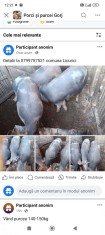 Porci de v&acirc;nzare de la 100kg la 160 kg