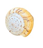 COCHILIE MELC CONUS BETULINUS