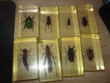 colectia deagostini insecte 13 bucati doar toate lot nu separat
