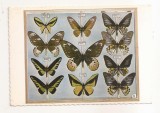 RF117 - Carte Postala - Bucuresti. Muzeul de istorie naturala G. Antipa - Fluturi Malaezi, necirculata