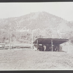 MULSUL OILOR / GOSPODARIE DE TARAN LA MUNTE , FOTOGRAFII PRINSE PE CARTON , FATA - VERSO , FOTOGRAF NICOLAE TATU , MONOCROME, PERIOADA INTERBELICA