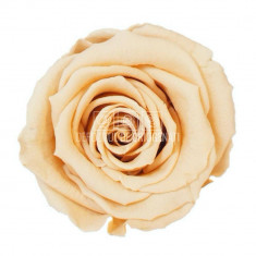 Trandafiri Criogenati XL PEA-01 (Ø6-6,5cm, set 6 buc /cutie)