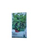Seminte Menta 55sem, Oem