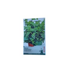 Seminte Menta 55sem