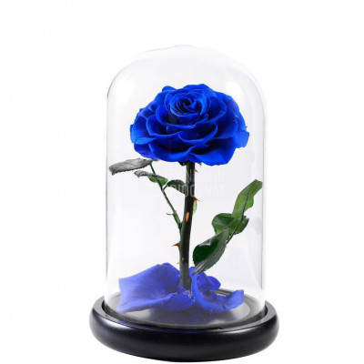 Trandafir Criogenat albastru bella &amp;Oslash;8cm in cupola 12x25cm foto