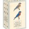 Sibley Backyard Birding Postcards: 100 Postcards