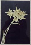 Floare de colt// fotografie de presa anii &#039;90-2000