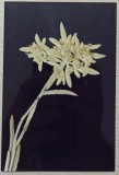 Floare de colt// fotografie de presa anii &#039;90-2000, Romania 1900 - 1950, Portrete