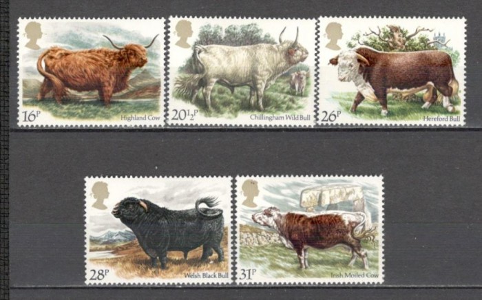 Anglia.1984 Rase de tauri KZ.806 Anglia.1984 Rase de tauri KZ.806
