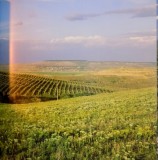 ROMANIA, THE LAND OF WINE de VALERIU V. COTEA, FLORIN ANDREESCU, 2008