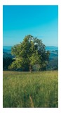 Tablou Canvas, "Copac singuratic &icirc;n peisaj verde", Copac, Natură, Cer, Iarbă, Peisaj, Verde, Senin, Soare, Linie, Orizont, Frunze, Liniște, 26 x 39 cm