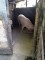 Animale domestice - 3