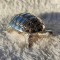 CUTIE AROME MIRODENII PASTILE CREMA rara BROSCA TESTOASA aducatoare de NOROC