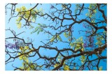 Tablou Canvas, "Frumusețea cerului printre crengi &icirc;nflorite", Ramuri, Flori, Cer, Albastru, Frunziș, Primăvară, Soare, Natură, Culoare, 39 x 26 cm, CM