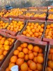 Depozite fructe austria