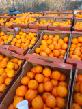 Fabrica fructe italia