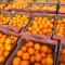 depozite fructe austria