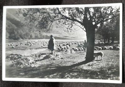 Carte postala, cioban cu turma de oi pe Valea Oltului, perioada interbelica foto