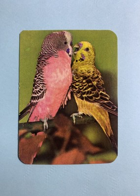 Calendar 1992 Păsări foto