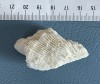 Fragment de coral (8)