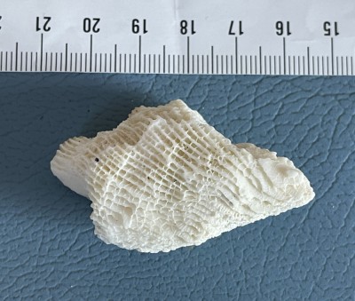 Fragment de coral (8) foto