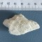 Fragment de coral (8)