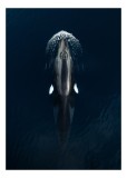 Tablou Canvas, "Orca &icirc;not&acirc;nd &icirc;n apă albastră", Orcă, Ocean, Eleganță, Suprafață, Reflecție, Fluide, Putere, Grație, 26 x 39 cm, CMCLASS