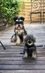 Pui Schnauzer pitic foto