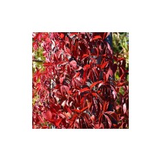 Planta Vita de Canada, Parthenocissus REDWALL&reg; Troki P9, ghiveci 9cm