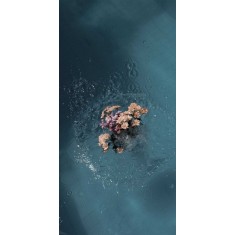 Husa Personalizata HTC U11 Water Flowers