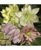 Planta Spanz, Helleborus EB &#039;Party Dress&#039;, Botanical, roz, ghiveci 10cm, Oem