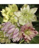 Planta Spanz, Helleborus EB &#039;Party Dress&#039;, Botanical, roz, ghiveci 10cm