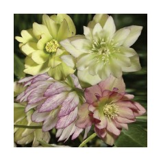 Planta Spanz, Helleborus EB &#039;Party Dress&#039;, Botanical, roz, ghiveci 10cm