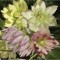 Planta Spanz, Helleborus EB &#039;Party Dress&#039;, Botanical, roz, ghiveci 10cm