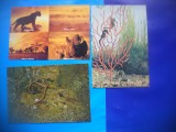 HOPCT LOT NR 474 ANIMALE WW -FAUNA-3 CARTI POSTALE-NECIRCULATE, Circulata, Printata