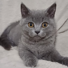 British shorthair