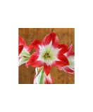 Cumpara ieftin Amaryllis, Hippeastrum Tres Chic&reg;, Rosu/Alb, 30/32,1 bulb, Oem