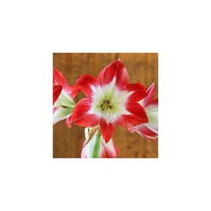 Amaryllis, Hippeastrum Tres Chic&reg;, Rosu/Alb, 30/32,1 bulb