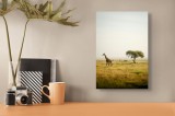 Tablou Canvas, "Girafă &icirc;n savana africană liniștită", Girafă, Savana, Copac, Cer, Peisaj, 26 x 39 cm, CMCLASS