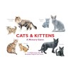 Cats &amp; Kittens: A Memory Game