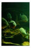 Tablou Canvas, "Peștii &icirc;n ad&acirc;ncurile verzi ale oceanului", Piranha, Acvariu, Verde, Apă, Submersibil, Misterios, Fascinant, Acvatic, Grup, Observație,