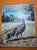 Romania pitoreasca noiembrie 1991-barbatesti valcea,govora,avrig,vatra dornei