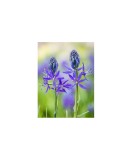 Zambila Indiana Camassia, Quamash, Blue, 6/7, 1 Bulb