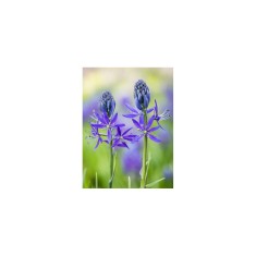 Zambila Indiana Camassia, Quamash, Blue, 6/7, 1 Bulb