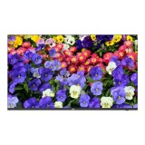Cumpara ieftin Monitor ultra-slim LED, 4K UHD, 43&#039;&#039;, 2xHDMI, 2xDP, Audio 2x10W - UNV MW3243-F-V2