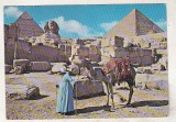 Bnk cp Egipt - Beduin pe camila la Piramide - necirculata, Printata