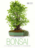 Bonsai | Anna Maria Botticelli, White Star