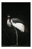 Tablou Canvas, "Grațioasa dansatoare pe o labă", Elegant, Regal, Fragil, Misterios, Eteric, Distinctiv, Gracil, 26 x 39 cm, CMCLASS
